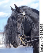 portrait of friesian horse . Стоковое фото, агентство Ingram Publishing / Фотобанк Лори