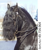 portrait of friesian horse . Стоковое фото, агентство Ingram Publishing / Фотобанк Лори