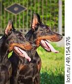 couple of dobermans. Стоковое фото, агентство Ingram Publishing / Фотобанк Лори