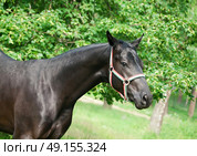 portrait of beautiful Trakehner young stallion. . Стоковое фото, агентство Ingram Publishing / Фотобанк Лори