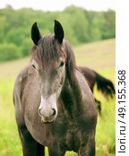 grey young  trotter horse in meadow. Стоковое фото, агентство Ingram Publishing / Фотобанк Лори