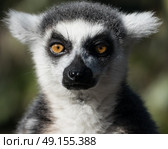 Ring tailed lemur staring into the camera as if hypnotized. Стоковое фото, агентство Ingram Publishing / Фотобанк Лори