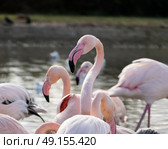 Group of Greater Flamingos at Slimbridge Bird Sanctuary in England. Стоковое фото, агентство Ingram Publishing / Фотобанк Лори