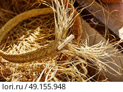 Esparto halfah grass used for crafts as cords basketry and espadrilles. Стоковое фото, агентство Ingram Publishing / Фотобанк Лори