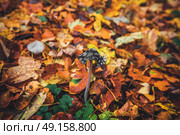 Coprinopsis picacea mushroom in the forest in the fall on the ground with autumn leaves in colorful autumn colors in october. Стоковое фото, агентство Ingram Publishing / Фотобанк Лори