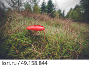 Red mushroom in the fall near a forest. Стоковое фото, агентство Ingram Publishing / Фотобанк Лори
