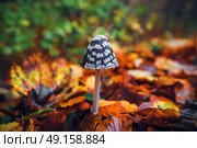 Coprinopsis picacea mushroom in the autumn standing in a forest with colorful autumn leaves in yellow and orange colors. Стоковое фото, агентство Ingram Publishing / Фотобанк Лори
