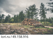 Stacked wood in a pine forest in autumn. Стоковое фото, агентство Ingram Publishing / Фотобанк Лори
