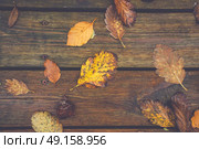 Autumn leafs on a wooden background in october with leafs in autumn colors from oak and beech trees in the fall. Стоковое фото, агентство Ingram Publishing / Фотобанк Лори