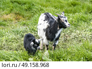 Goat mother with her young black kid on a green meadow in the spring. Стоковое фото, агентство Ingram Publishing / Фотобанк Лори