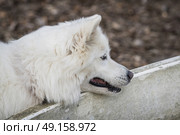 Samoyed family dog with fluffy white fur looking playful in the fall. Стоковое фото, агентство Ingram Publishing / Фотобанк Лори