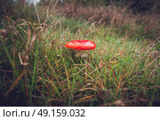 Red Amanita Muscaria fungus on a field in autumn nature. Стоковое фото, агентство Ingram Publishing / Фотобанк Лори