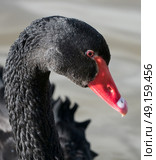 Black swan profile at Slimbridge in England. Стоковое фото, агентство Ingram Publishing / Фотобанк Лори