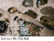 Mudskipper sitting on a pebble at Rainforest Centre. Стоковое фото, агентство Ingram Publishing / Фотобанк Лори