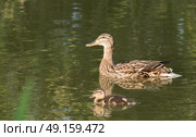Mother duck with baby duckling swimming on river. Стоковое фото, агентство Ingram Publishing / Фотобанк Лори