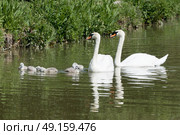 Family of swans with young swimming on river. Стоковое фото, агентство Ingram Publishing / Фотобанк Лори