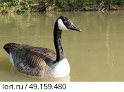 Canada goose swimming on canal waiting for bread. Стоковое фото, агентство Ingram Publishing / Фотобанк Лори