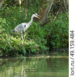 Grey Heron yawning with mouth open wide. Стоковое фото, агентство Ingram Publishing / Фотобанк Лори