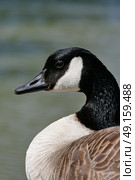 Close up head profile of Canada Goose beside the Kennett and Avon Canal. Стоковое фото, агентство Ingram Publishing / Фотобанк Лори