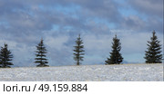 Row of Evergreens on snow covered landscape against cloudy sky, Turner Valley, Cowboy Trail, Millarville, Alberta, Canada. Стоковое фото, агентство Ingram Publishing / Фотобанк Лори