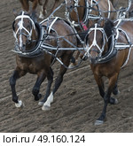 Horses chuckwagon racing at the annual Calgary Stampede, Calgary, Alberta, Canada. Стоковое фото, агентство Ingram Publishing / Фотобанк Лори