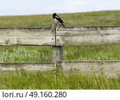 Bird perching on wooden fence at farm, Alberta, Canada. Стоковое фото, агентство Ingram Publishing / Фотобанк Лори