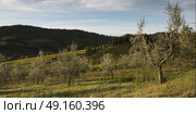 Scenic view of orchard and vineyard, Radda in Chianti, Tuscany, Italy. Стоковое фото, агентство Ingram Publishing / Фотобанк Лори
