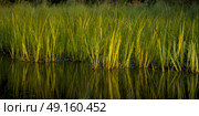 Reflection of reeds in water, Lake Of The Woods, Ontario, Canada. Стоковое фото, агентство Ingram Publishing / Фотобанк Лори