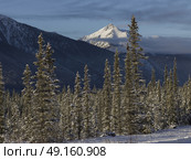 Scenic view of trees with mountain range in the background, Alaska Highway, Northern Rockies Regional Municipality, British Columbia, Canada. Стоковое фото, агентство Ingram Publishing / Фотобанк Лори