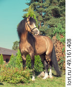 buckskin welsh pony posing at trees background. Стоковое фото, агентство Ingram Publishing / Фотобанк Лори