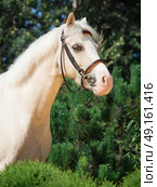 portrait of  cream  welsh pony. Стоковое фото, агентство Ingram Publishing / Фотобанк Лори