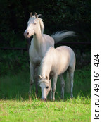 cream ride ponys grazing in paddock. Стоковое фото, агентство Ingram Publishing / Фотобанк Лори
