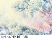 Frozen Branches of cedars or fir on winter day snow background, outdoor nature background. Стоковое фото, агентство Ingram Publishing / Фотобанк Лори