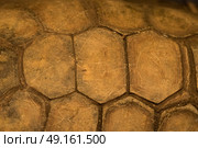 Close up abstract background of tortoise shell. Стоковое фото, агентство Ingram Publishing / Фотобанк Лори