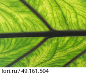 Close up of veined tropical rain forest plant. Стоковое фото, агентство Ingram Publishing / Фотобанк Лори