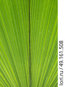 Close up abstract background of palm leaf. Стоковое фото, агентство Ingram Publishing / Фотобанк Лори