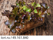 Fresh vegetable lettuce. Стоковое фото, агентство Ingram Publishing / Фотобанк Лори