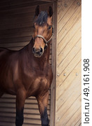 portrait of beautiful sportive horse at stable door background. Стоковое фото, агентство Ingram Publishing / Фотобанк Лори