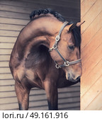 portrait of beautiful sportive horse in  stable door. Стоковое фото, агентство Ingram Publishing / Фотобанк Лори