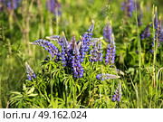 Lupinus, lupin, lupine field with pink purple and blue flowers. Copy space. Стоковое фото, агентство Ingram Publishing / Фотобанк Лори