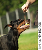 portrait of black breed playing  doberman. Стоковое фото, агентство Ingram Publishing / Фотобанк Лори