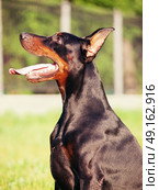 portrait of black breed doberman. Стоковое фото, агентство Ingram Publishing / Фотобанк Лори