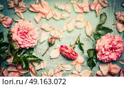Pink roses arrangements with flowers petal and leaves on turquoise  shabby chic background, top view. Стоковое фото, агентство Ingram Publishing / Фотобанк Лори
