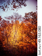 Autumn park or forest with beautiful  foliage, fall outdoor nature background. Стоковое фото, агентство Ingram Publishing / Фотобанк Лори