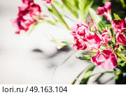 Pretty red  blooming on light background, front view. Стоковое фото, агентство Ingram Publishing / Фотобанк Лори