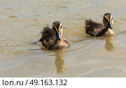 A pair of ducklings swimming along the river. Стоковое фото, агентство Ingram Publishing / Фотобанк Лори