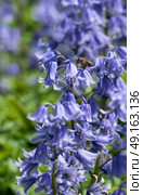 Honey bee visiting bluebell in english garden. Стоковое фото, агентство Ingram Publishing / Фотобанк Лори