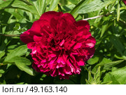 Head of peony flower in English garden. Стоковое фото, агентство Ingram Publishing / Фотобанк Лори
