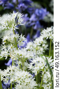Wild garlic and bluebells in summer garden. Стоковое фото, агентство Ingram Publishing / Фотобанк Лори