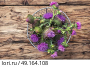 Beautiful milk thistle flower. Wild medicinal plant thistle on wooden background.Silybum marianum. Стоковое фото, агентство Ingram Publishing / Фотобанк Лори